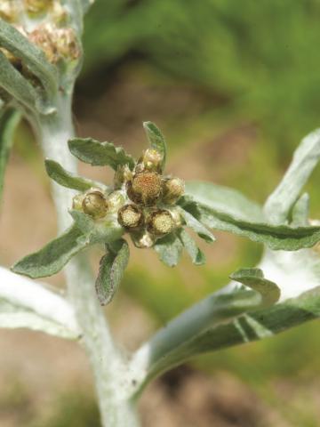 Gnaphale des vases (Gnaphalium uliginosum)_11