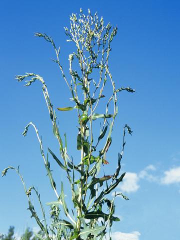 Laitue scariole (Lactuca serriola)_6