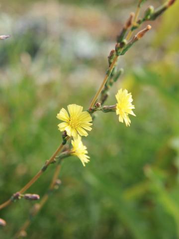 Laitue scariole (Lactuca serriola)_7