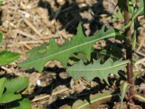 Laitue scariole (Lactuca serriola)_10