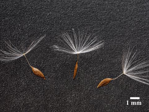 Laitue scariole (Lactuca serriola)_12