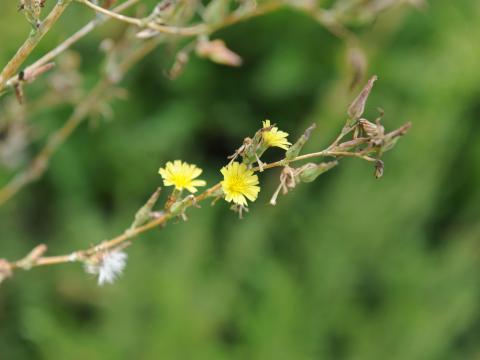 Laitue scariole (Lactuca serriola)_16