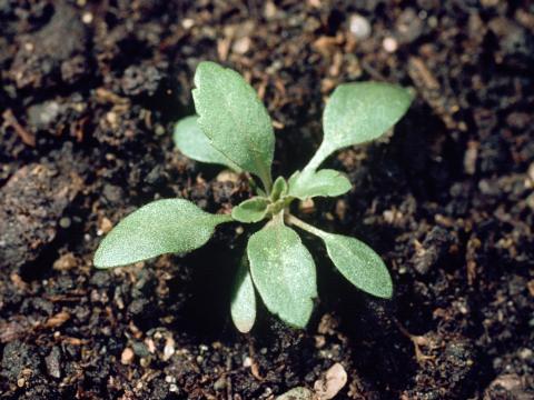 Lépidie densiflore (Lepidium densiflorum)_1