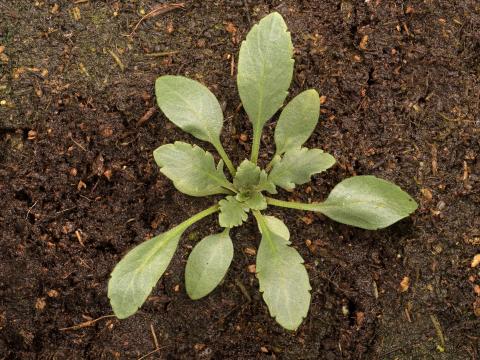 Lépidie densiflore (Lepidium densiflorum)_10