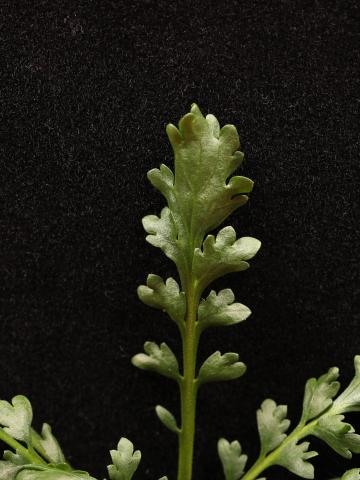 Lépidie densiflore (Lepidium densiflorum)_11