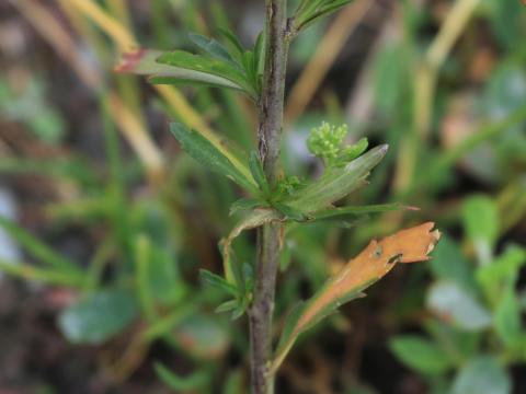 Lépidie densiflore (Lepidium densiflorum)_12