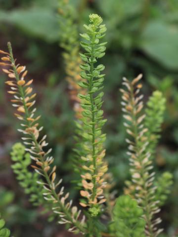 Lépidie densiflore (Lepidium densiflorum)_14