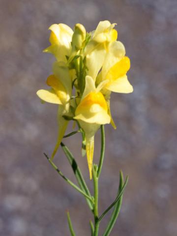 Linaire vulgaire (Linaria vulgaris)_4