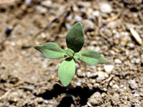 Linaire vulgaire (Linaria vulgaris)_5