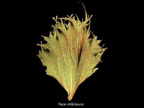 Vigne (raisin) - herbicides phytohormonaux (4)_6