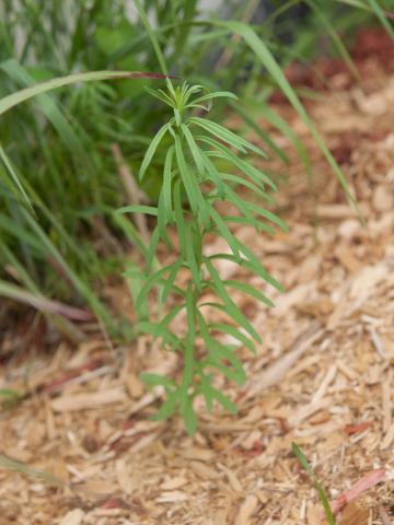 Linaire vulgaire (Linaria vulgaris)_11