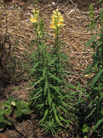 Linaire vulgaire (Linaria vulgaris)_15