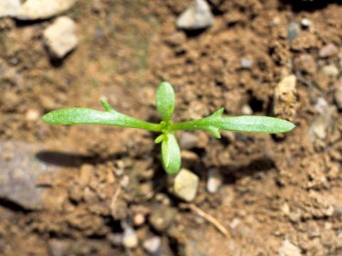 Matricaire odorante (Matricaria discoidea)_1