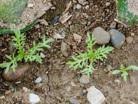 Matricaire odorante (Matricaria discoidea)_6