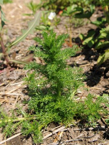 Matricaire odorante (Matricaria discoidea)_10