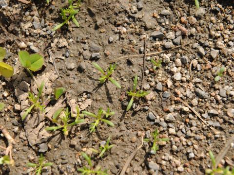 Matricaire odorante (Matricaria discoidea)_14