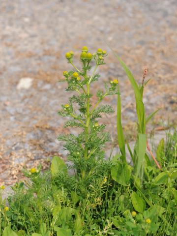 Matricaire odorante (Matricaria discoidea)_18