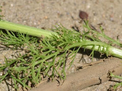 Matricaire inodore (Tripleurospermum inodorum)_7