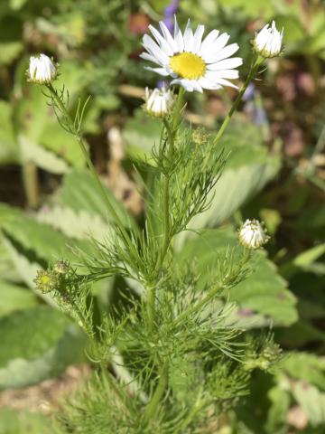 Matricaire inodore (Tripleurospermum inodorum)_8