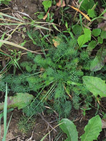 Matricaire inodore (Tripleurospermum inodorum)_11