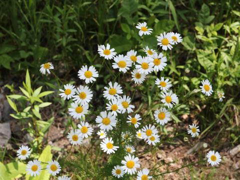 Matricaire inodore (Tripleurospermum inodorum)_15