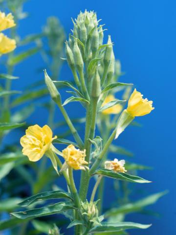 Onagre bisannuelle (Oenothera biennis)_5