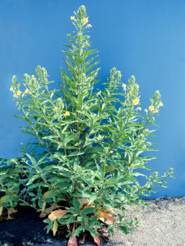 Onagre bisannuelle (Oenothera biennis)_7