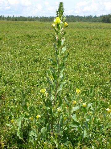 Onagre bisannuelle (Oenothera biennis)_9