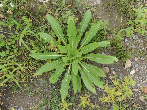 Onagre bisannuelle (Oenothera biennis)_15