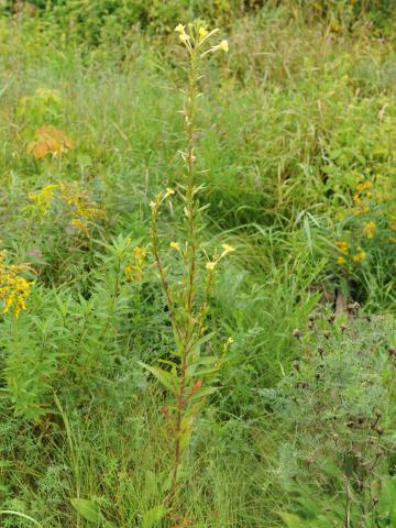 Onagre bisannuelle (Oenothera biennis)_17