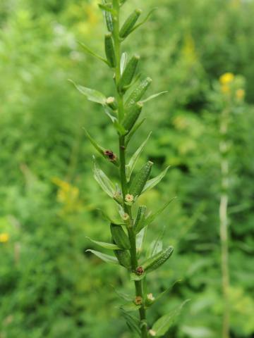 Onagre bisannuelle (Oenothera biennis)_19