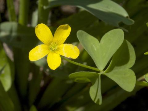 Oxalide Europe (Oxalis stricta)_8