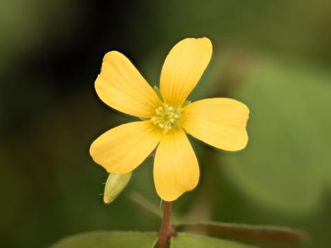 Oxalide Europe (Oxalis stricta)_25