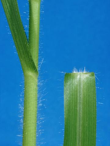 Panic capillaire (Panicum capillare)_4