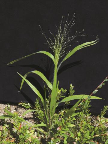 Panic capillaire (Panicum capillare)_10