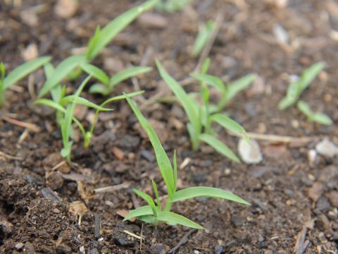 Panic capillaire (Panicum capillare)_13