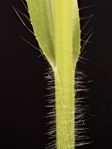 Panic capillaire (Panicum capillare)_15