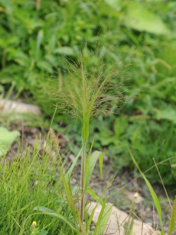 Panic capillaire (Panicum capillare)_18