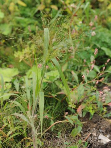 Panic capillaire (Panicum capillare)_19