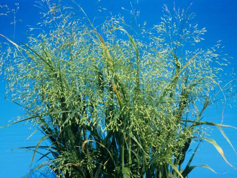 Panic millet (Panicum miliaceum)_3