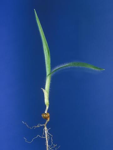 Panic millet (Panicum miliaceum)_5