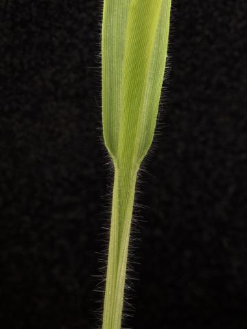 Panic millet (Panicum miliaceum)_12