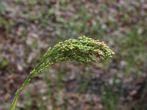 Panic millet (Panicum miliaceum)_14