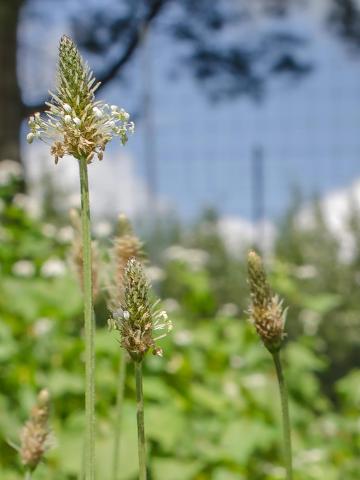 Plantain lancéolé (Plantago lanceolata)_1