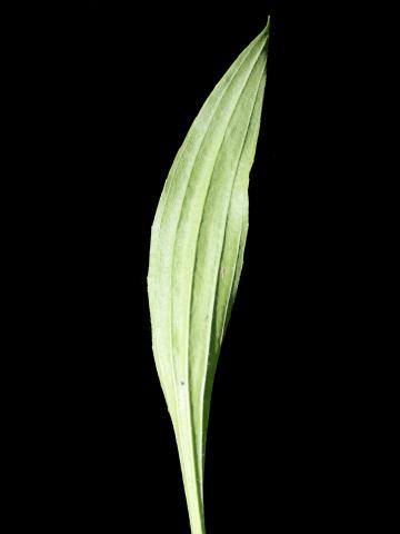 Plantain lancéolé (Plantago lanceolata)_5