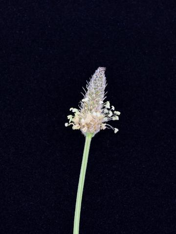 Plantain lancéolé (Plantago lanceolata)_8