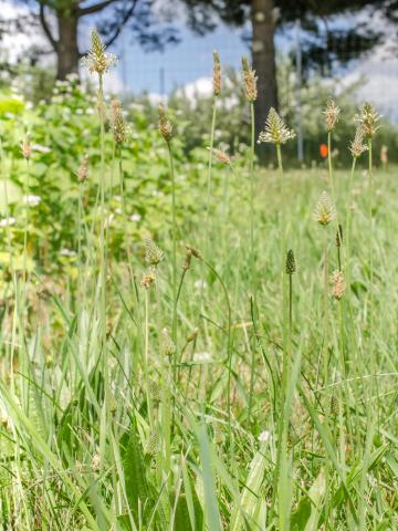 Plantain lancéolé (Plantago lanceolata)_9