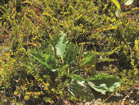 Plantain majeur (Plantago major)_12