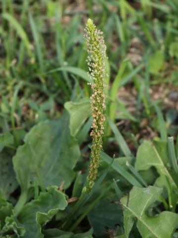 Plantain majeur (Plantago major)_21