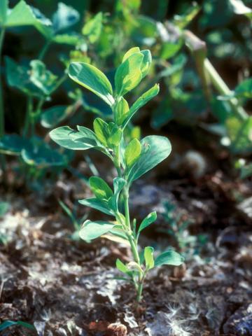 Renouée coriace (Polygonum achoreum)_6